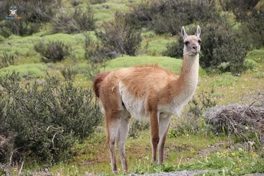 TorresPaine_II_GuarderiaLagunaAzul_4