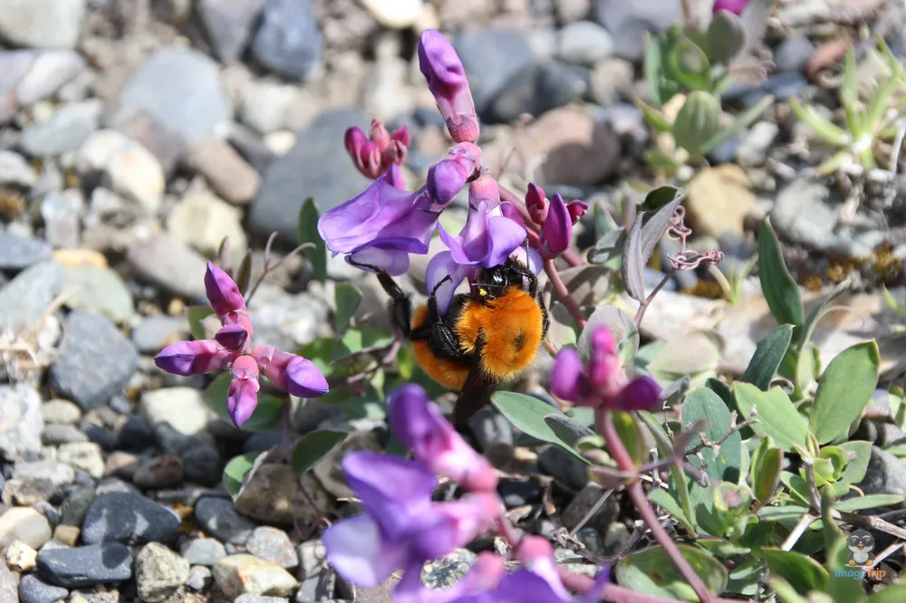 TorresPaine_I_Pingo_29