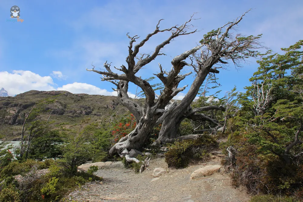 TorresPaine_I_LagoGrey_42