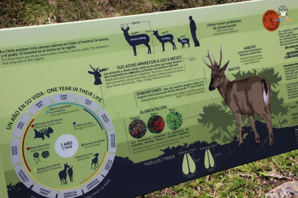 TorresPaine_I_Pingo_39