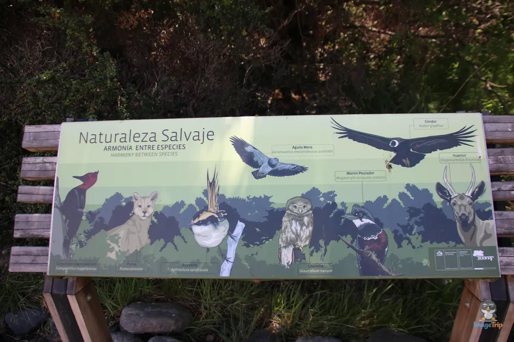 TorresPaine_I_Pingo_36