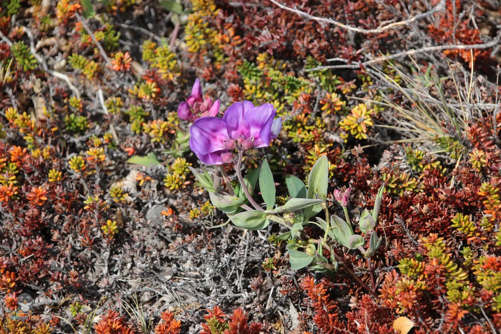 TorresPaine_I_Pingo_25