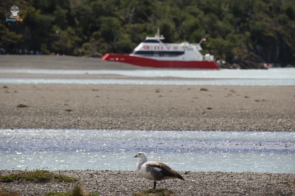 TorresPaine_I_Pingo_15