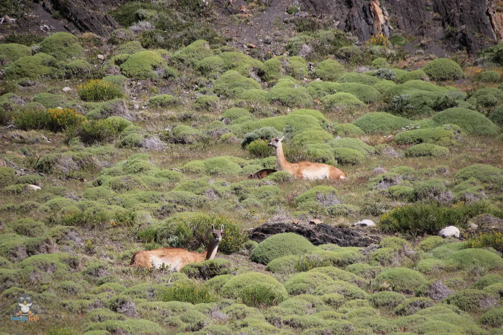 TorresPaine_I_IdaMiradorNordenskjöld_10