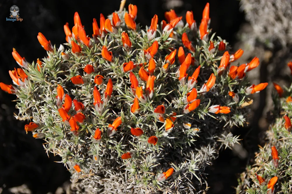 TorresPaine_I_MiradorNordenskjöld_13