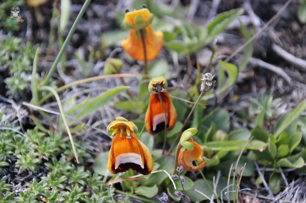 TorresPaine_I_MiradorNordenskjöld_14