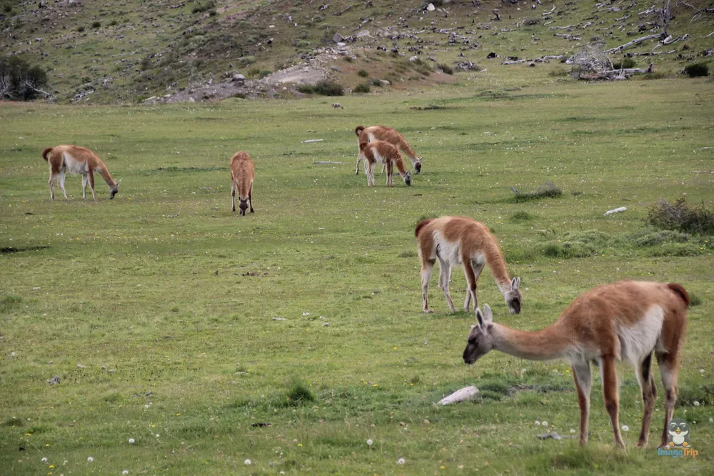 TorresPaine_II_GuarderiaLagunaAzul_21