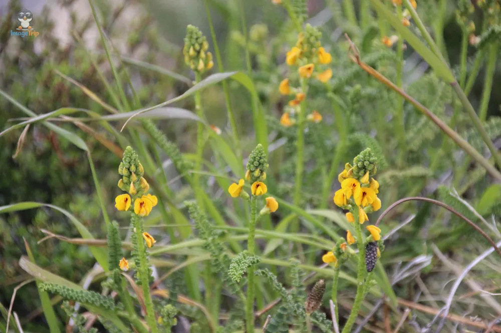 TorresPaine_II_SaltoGrandeMiradorCuernos_38