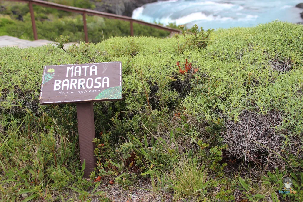 TorresPaine_II_SaltoGrandeMiradorCuernos_39