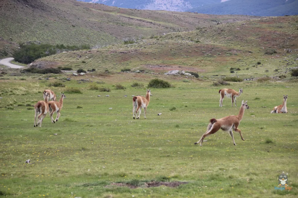 TorresPaine_II_GuarderiaLagunaAzul_24