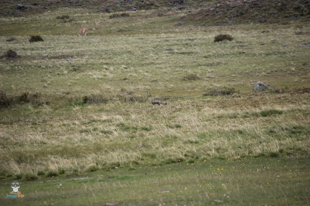 TorresPaine_II_GuarderiaLagunaAzul_27