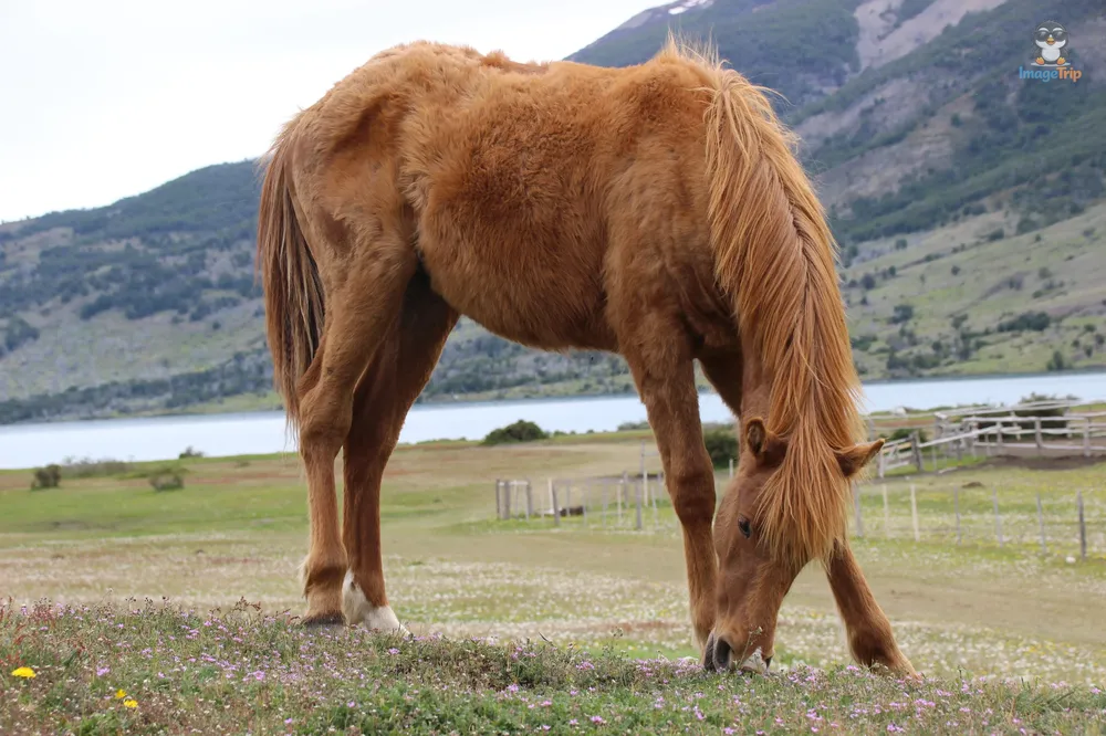 TorresPaine_II_GuarderiaLagunaAzul_7