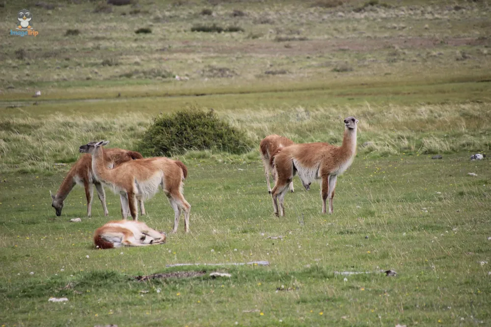 TorresPaine_II_GuarderiaLagunaAzul_29