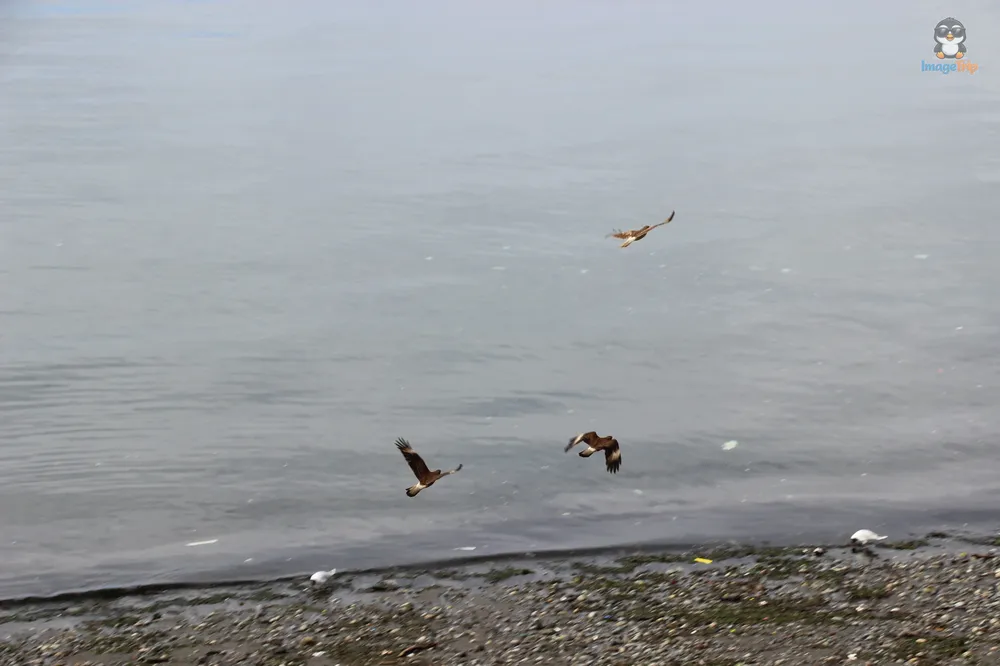 PuertoMontt_Costanera_25