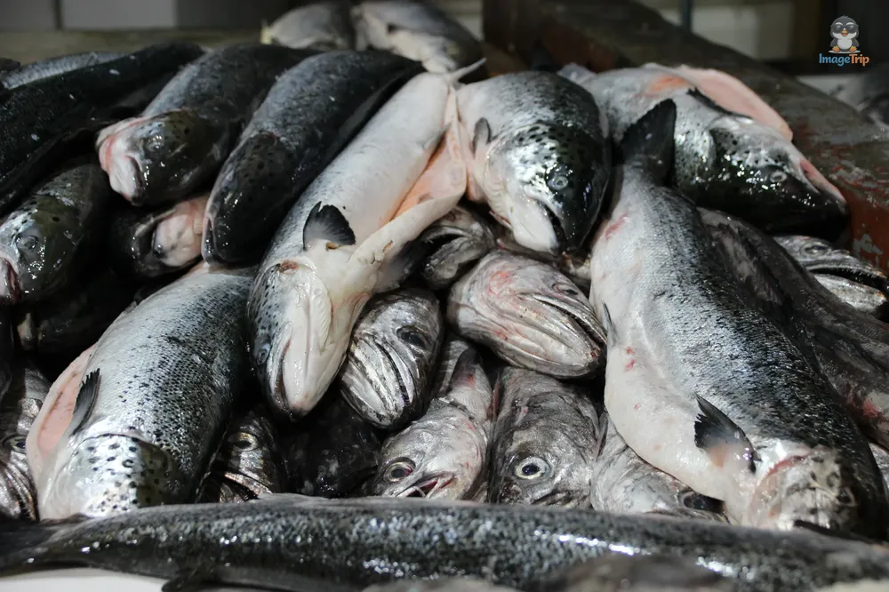 PuertoMontt_Angelmo_42