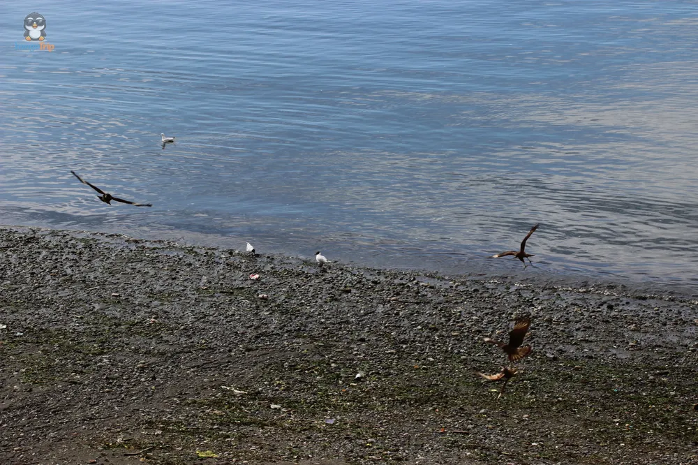 PuertoMontt_Costanera_22