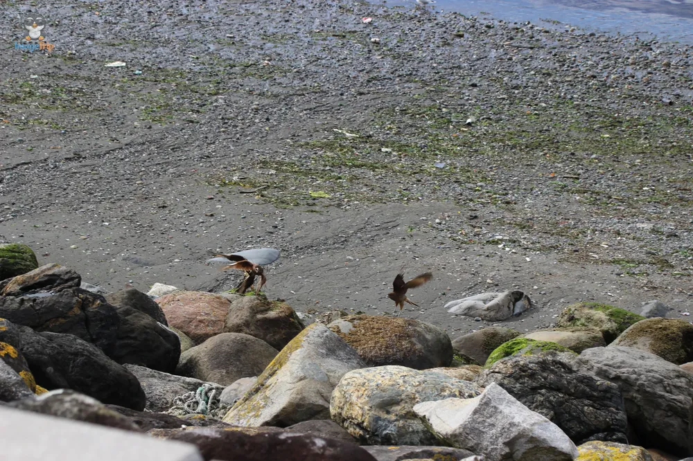 PuertoMontt_Costanera_23