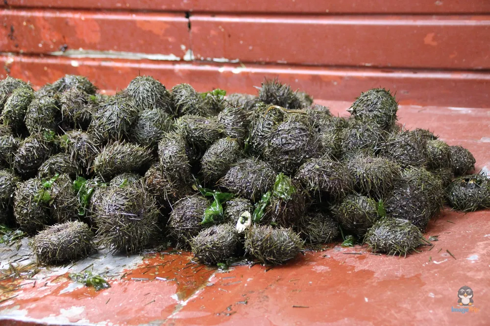 PuertoMontt_Angelmo_37