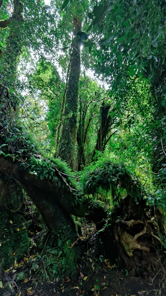 VentisqueroColgante_22