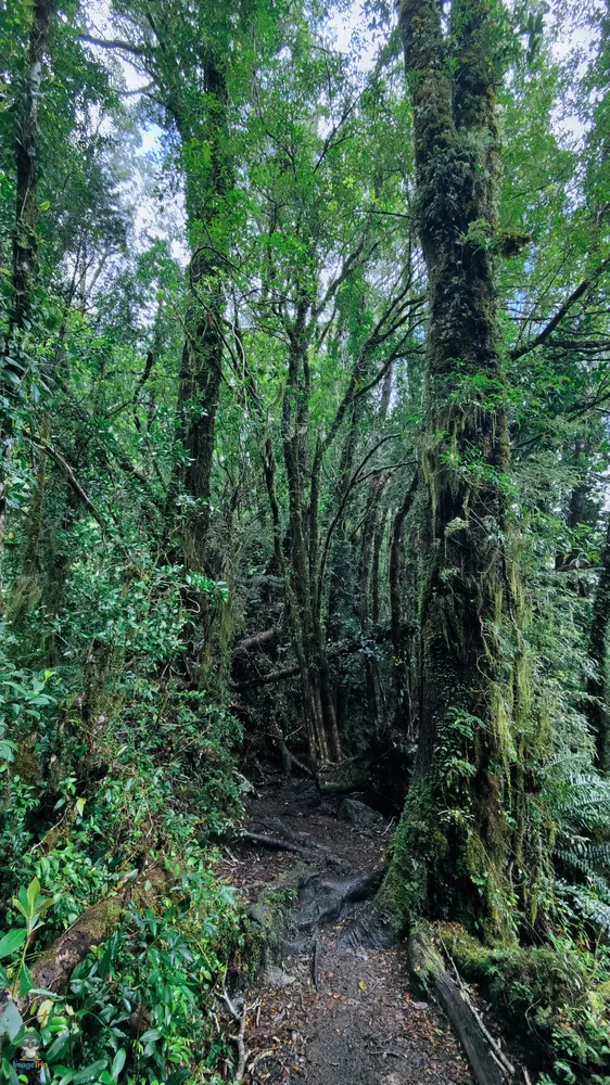 VentisqueroColgante_24