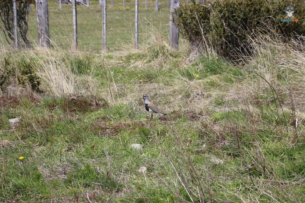 RutaLagosBalmaceda_18