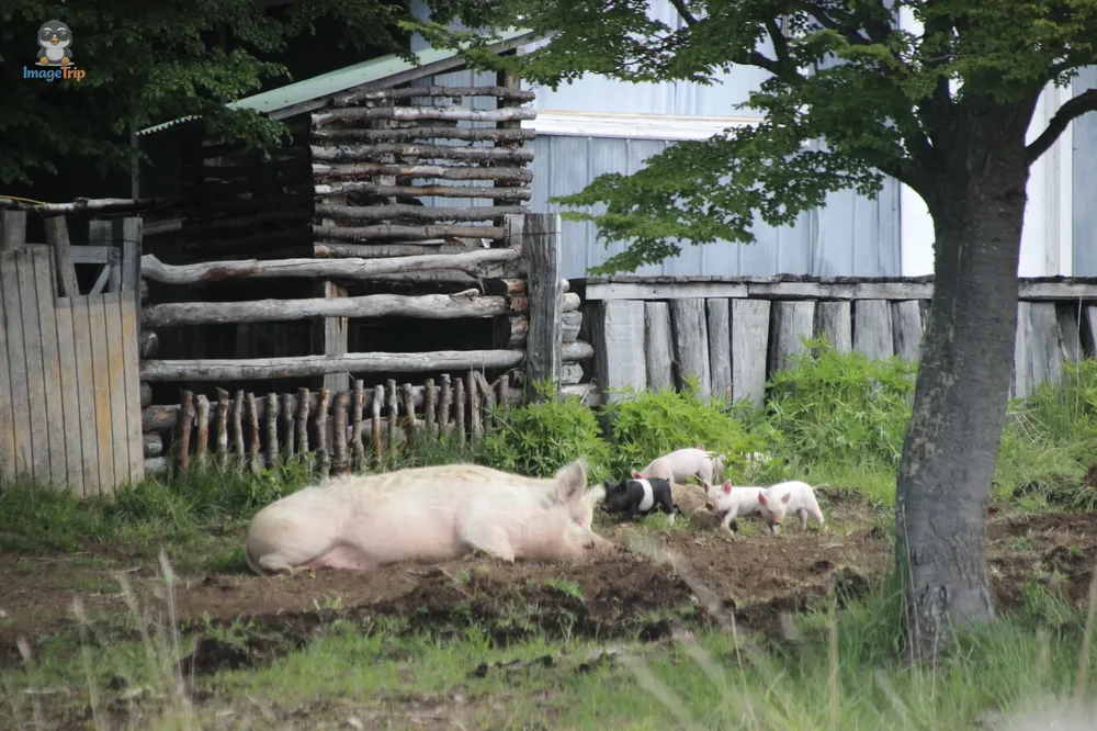 RutaLagosBalmaceda_10