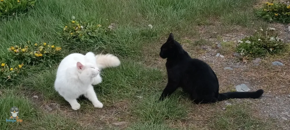 AlojamientoCerroCastillo_2