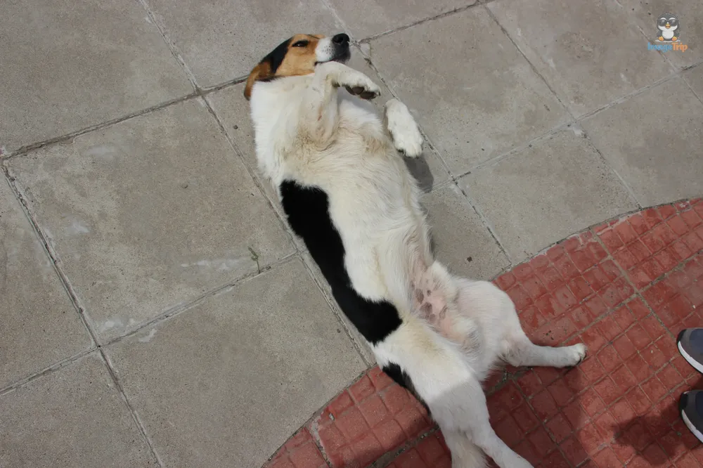 VillaCerroCastillo_5