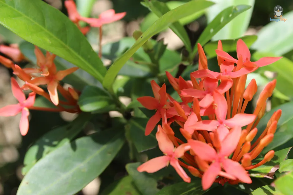 Ah Hien Garden House 13