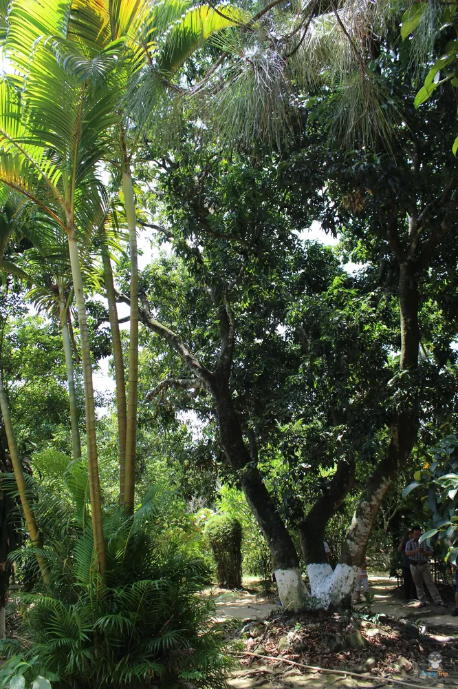 Ah Hien Garden House 7