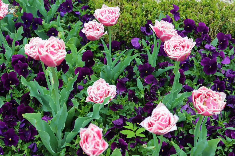 Salzburgo Mirabell 15