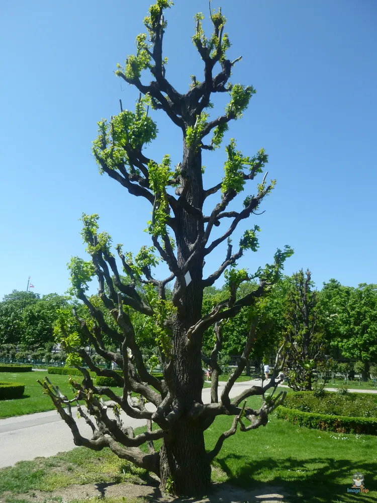 Viena_Volksgartenbrunnen_5