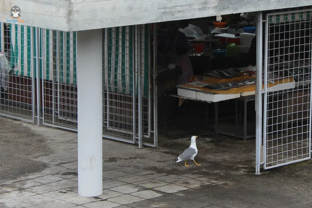 Mercado SSebastian 4