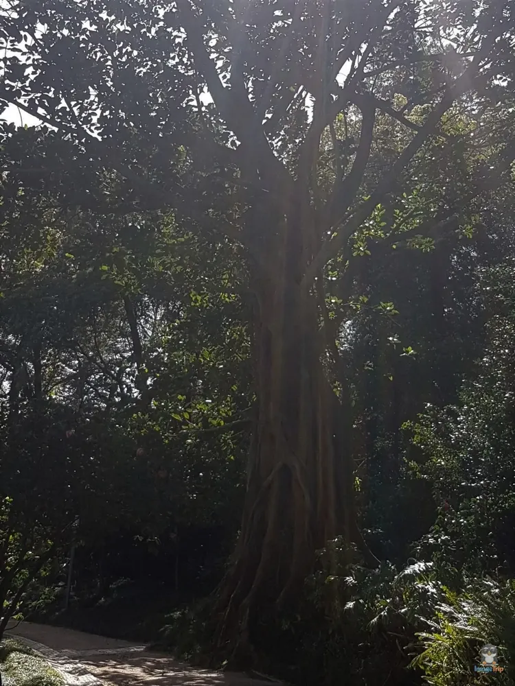 Sintra_ParquedaLiberdade_5