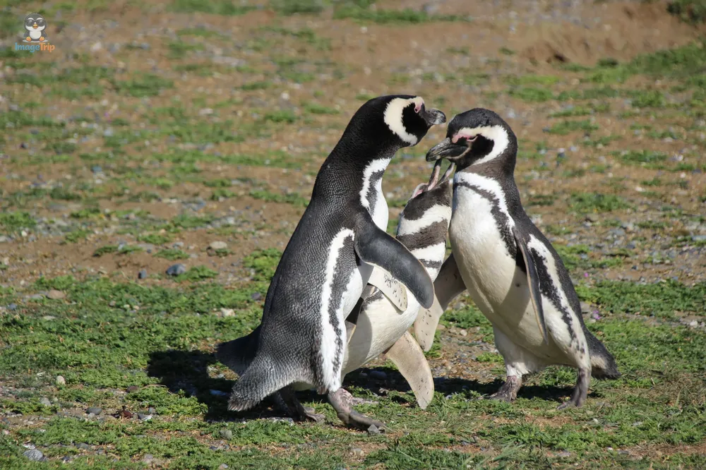 Pingus_18