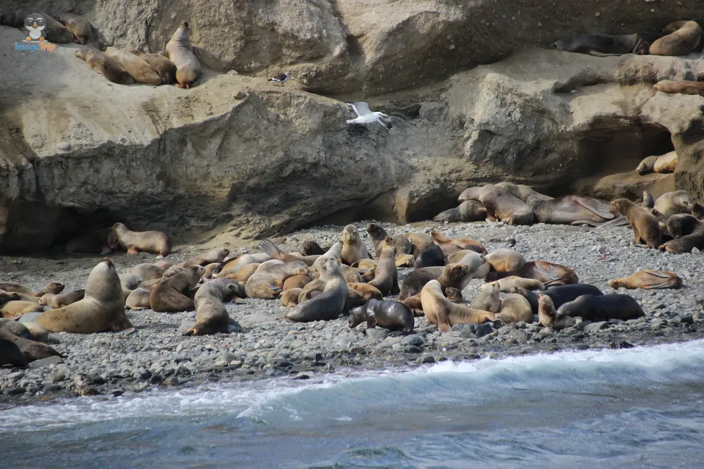 Pingus_100