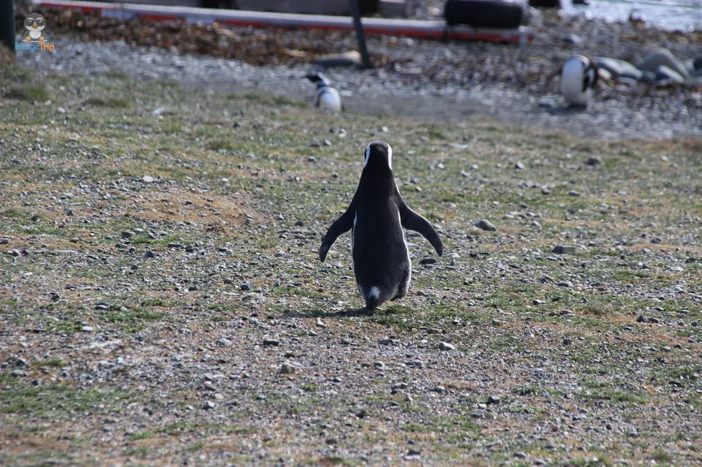 Pingus_87