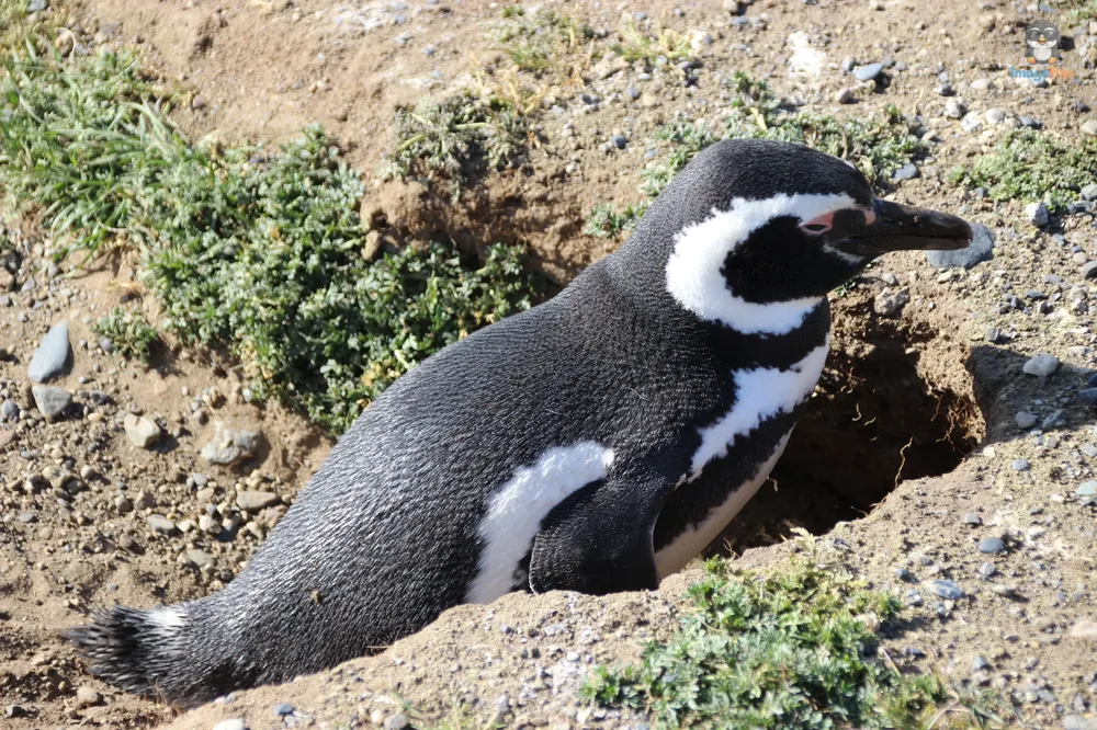 Pingus_75