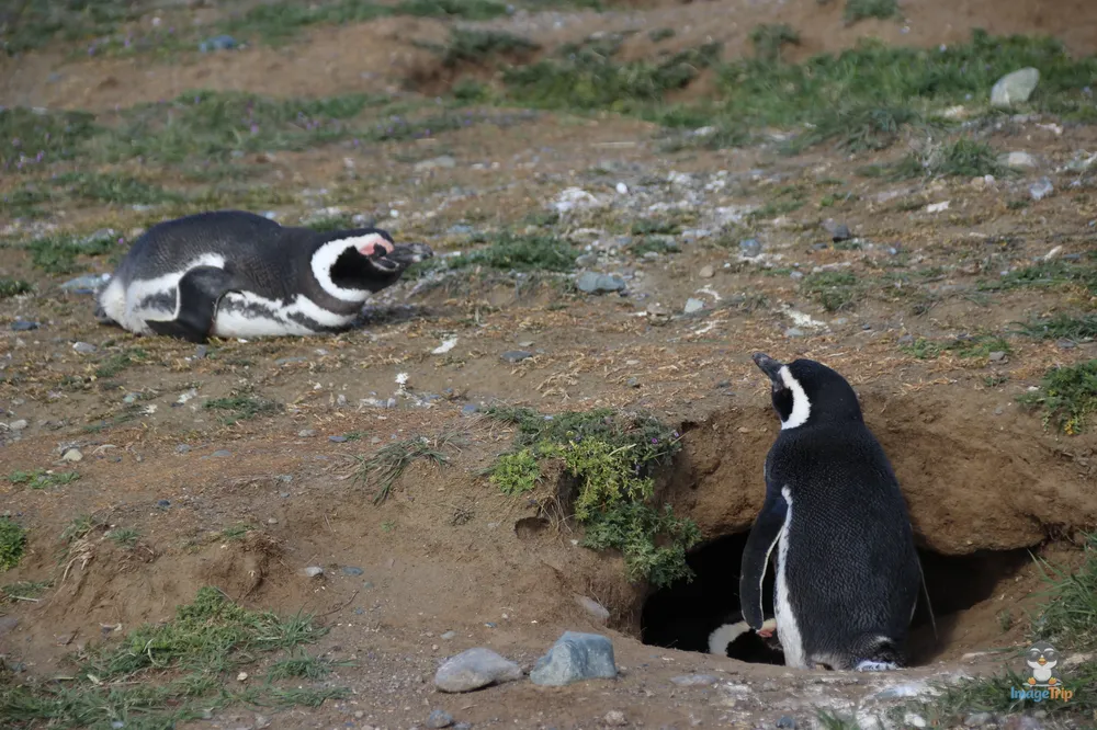 Pingus_51