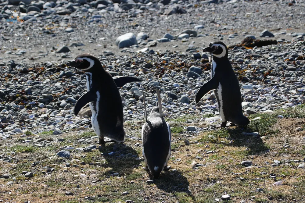 Pingus_16