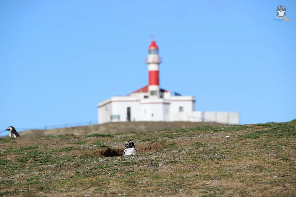 Pingus_7