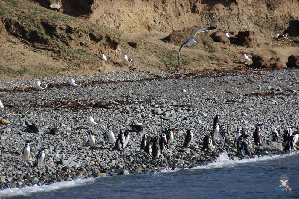 Pingus_1
