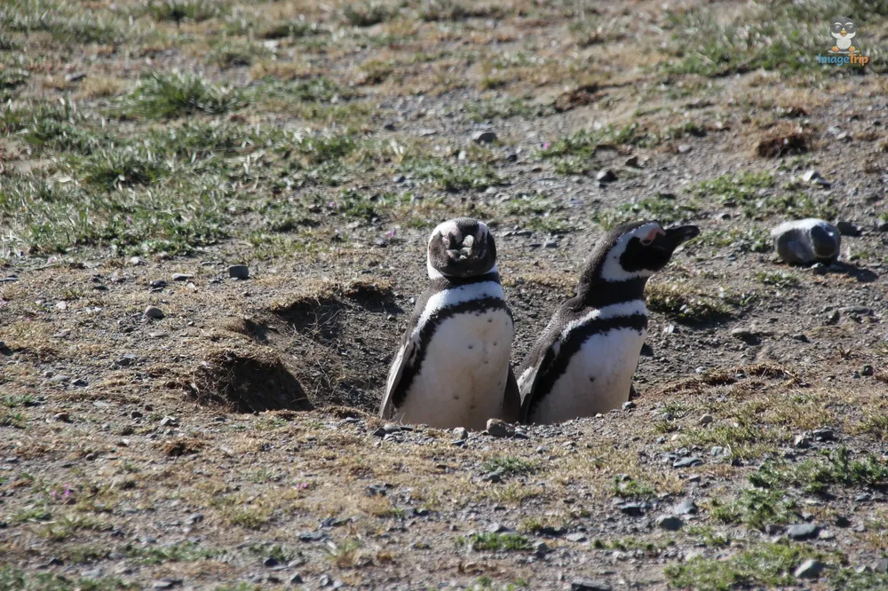 Pingus_65