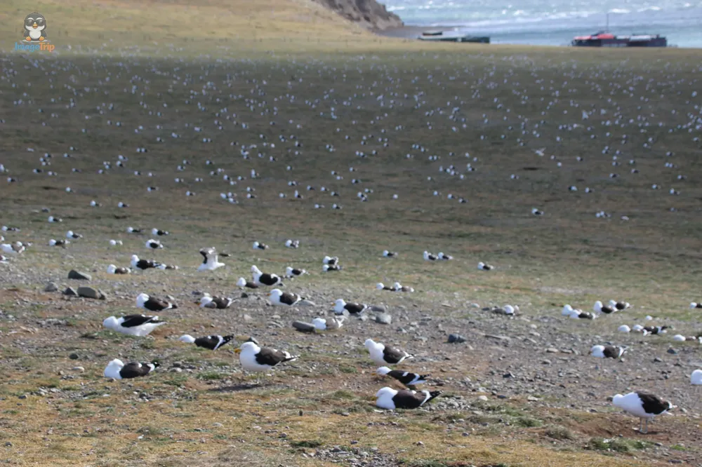 Pingus_52