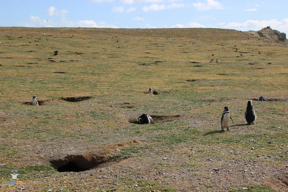 Pingus_83