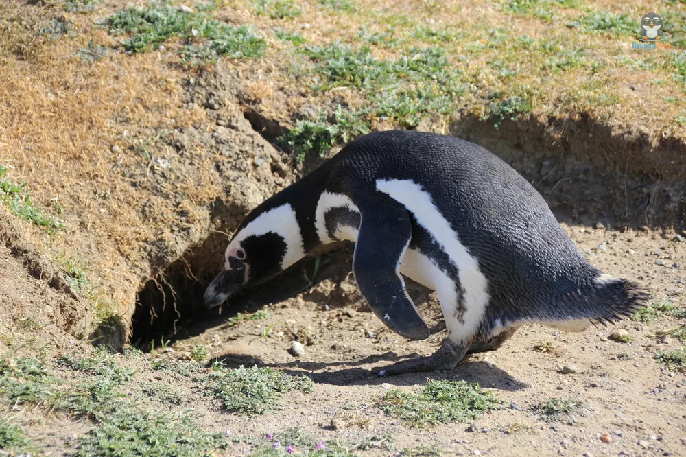 Pingus_78