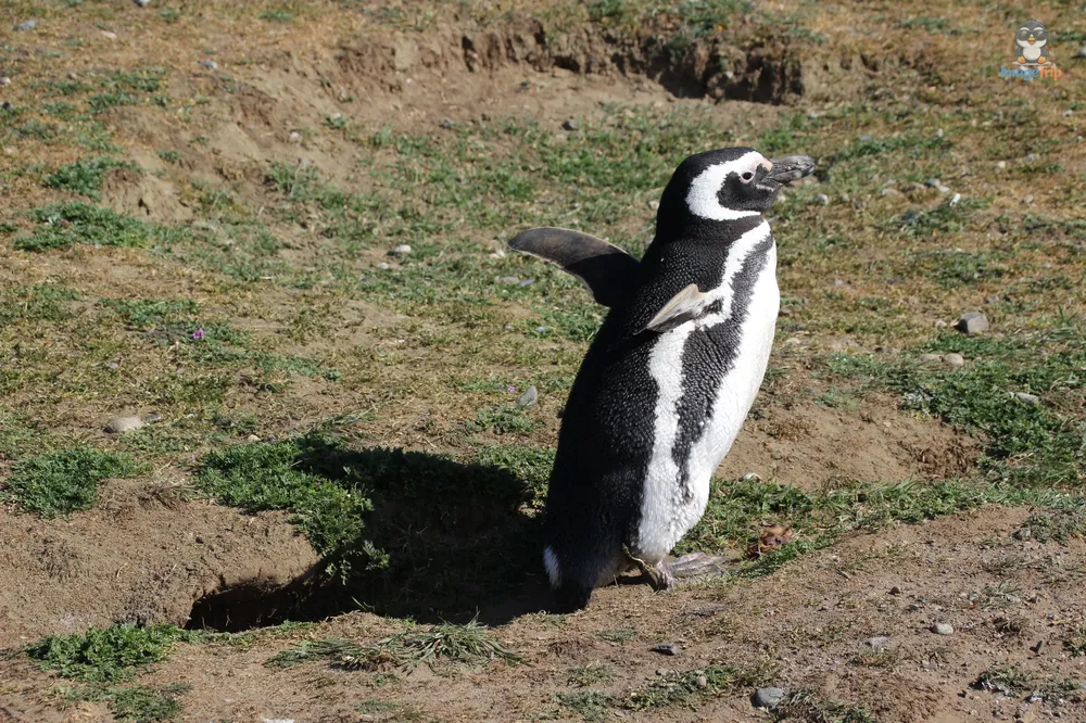 Pingus_72