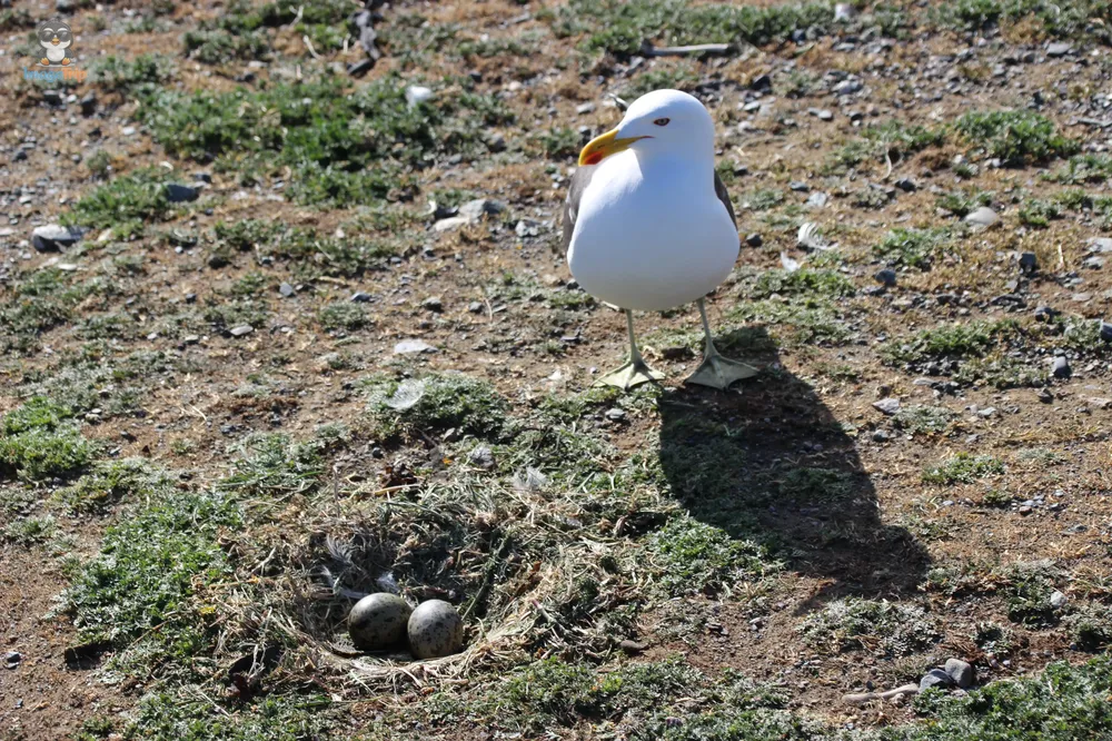 Pingus_38