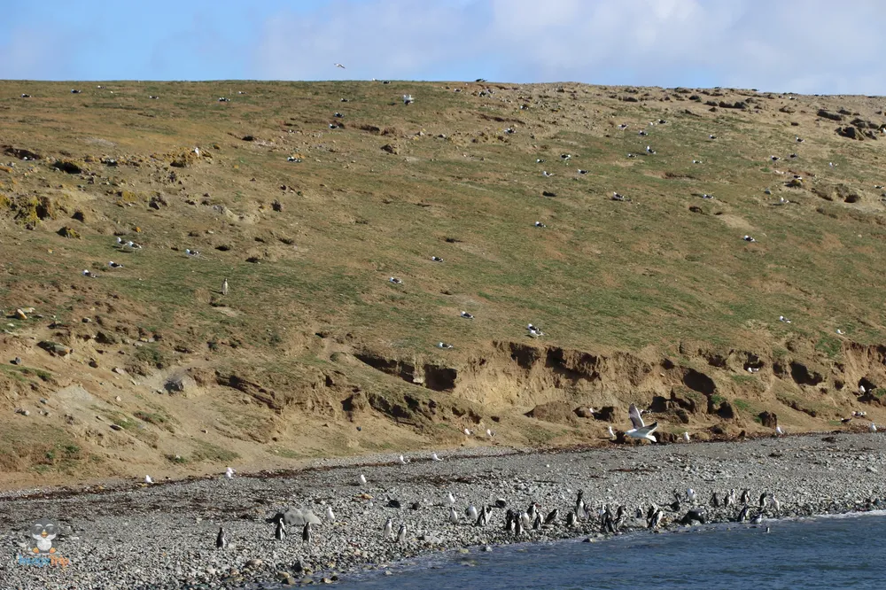 Pingus_2