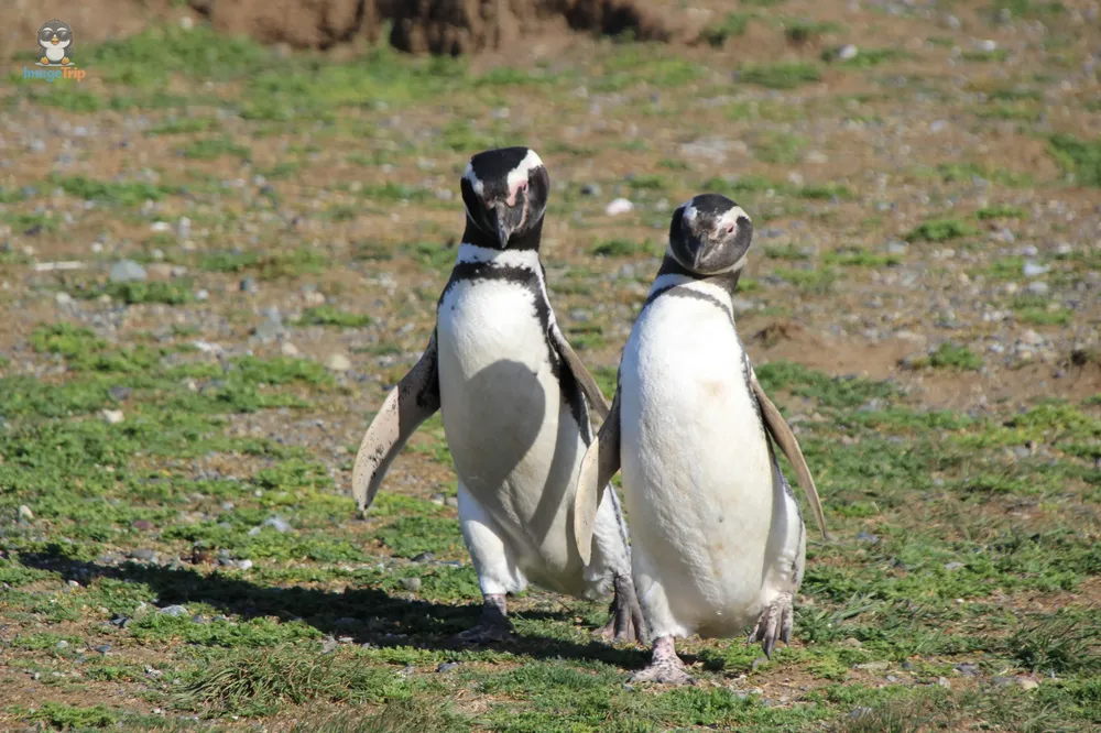 Pingus_25